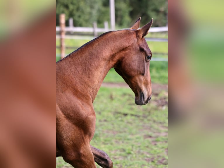 Akhal-Teke Stallion 1 year 14,2 hh Bay-Dark in San Pietroburgo