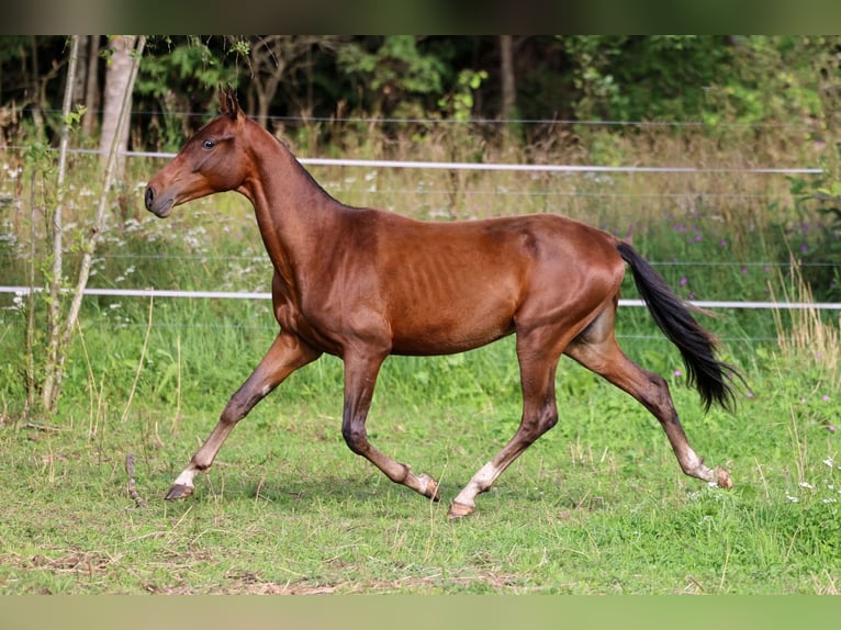 Akhal-Teke Stallion 1 year 14,2 hh Bay-Dark in San Pietroburgo