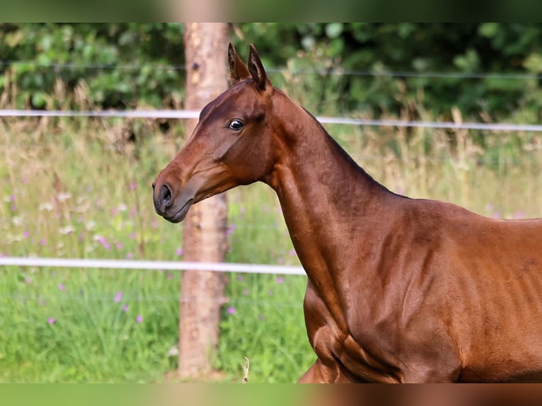 Akhal-Teke Stallion 1 year 14,2 hh Bay-Dark in San Pietroburgo