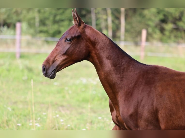 Akhal-Teke Stallion 1 year 14,2 hh Bay-Dark in San Pietroburgo