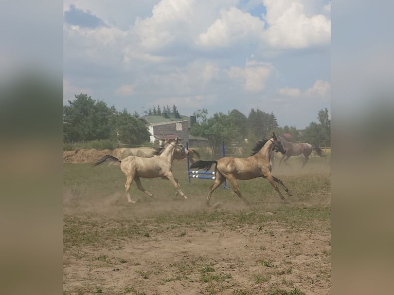 Akhal-Teke Stallion 1 year 15.2 hh Buckskin in Wolbórz