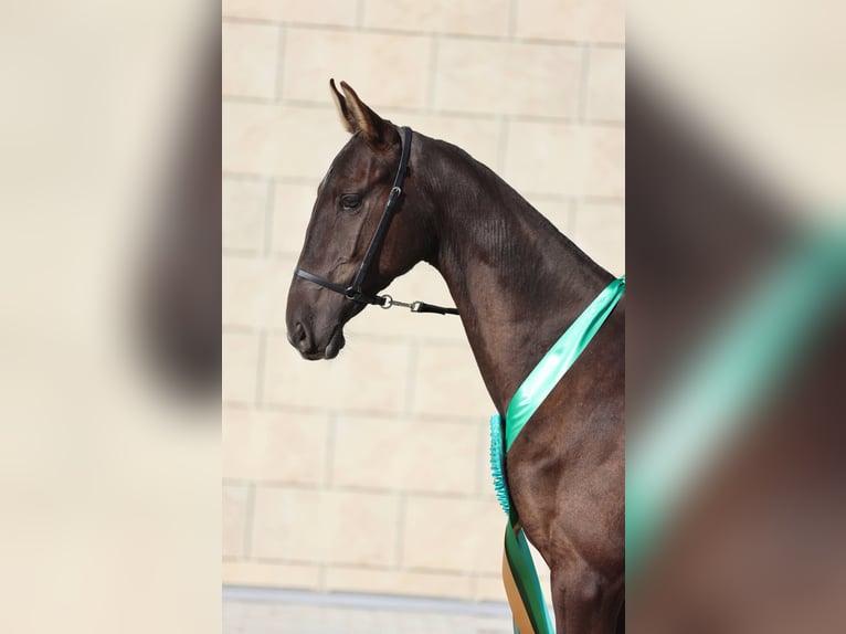 Akhal-Teke Stallion 1 year 15,1 hh Black in Domodedovo