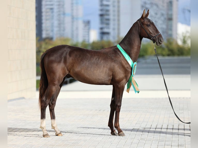 Akhal-Teke Stallion 1 year 15,1 hh Black in Domodedovo