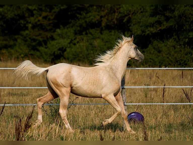 Akhal-Teke Stallion 1 year 15,2 hh Palomino in GOVEN