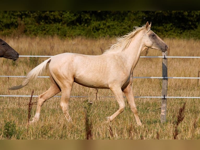 Akhal-Teke Stallion 1 year 15,2 hh Palomino in GOVEN