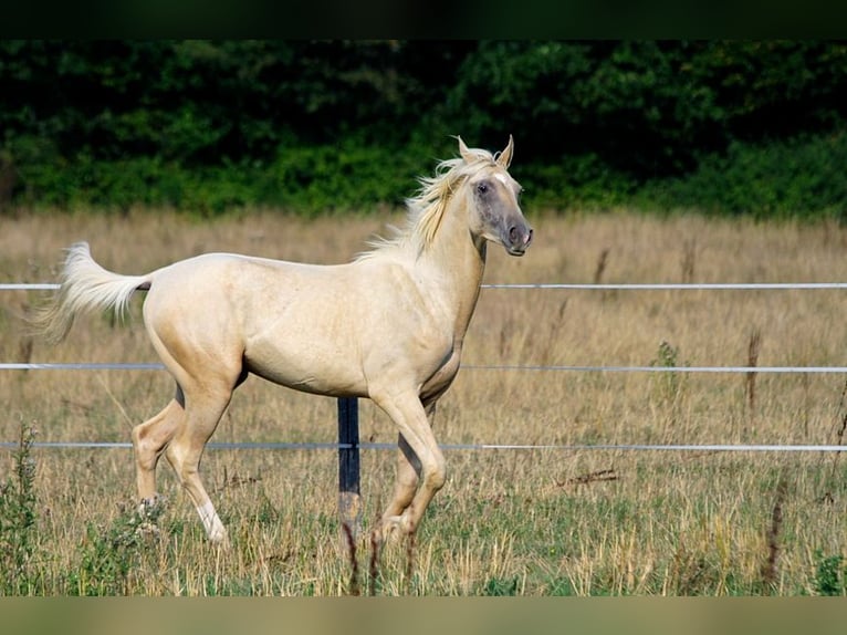 Akhal-Teke Stallion 1 year 15,2 hh Palomino in GOVEN