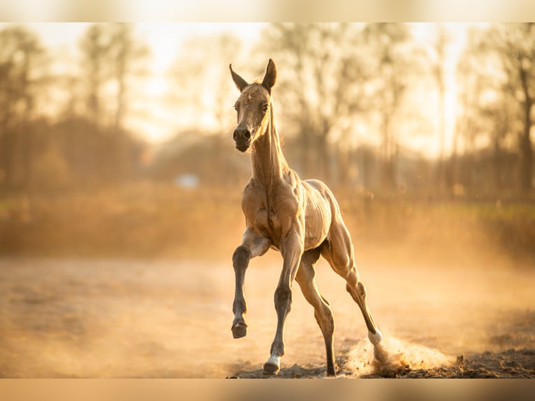 Akhal-Teke Stallion 1 year 16 hh Buckskin in Schoonebeek
