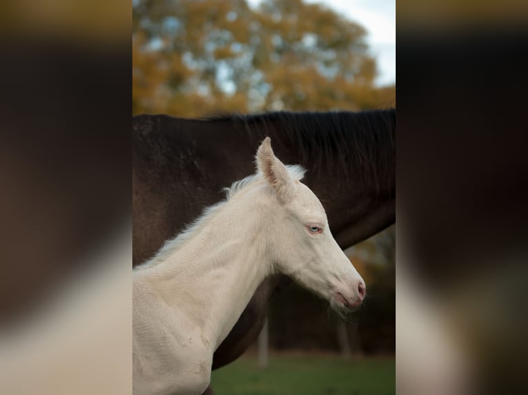 Akhal-Teke Stallion 1 year 16 hh Perlino in Chaudefonds sur layon