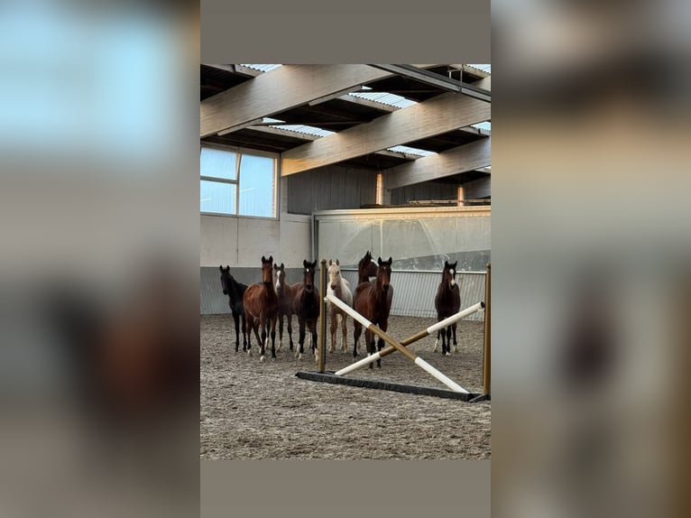 Akhal-Teke Mix Stallion 1 year Brown in Ovelgönne