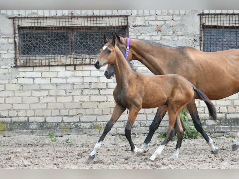 Akhal-Teke Stallion 1 year Smoky-Black in Morcenx