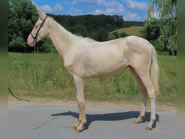 Cremello Akhal Teke Horse