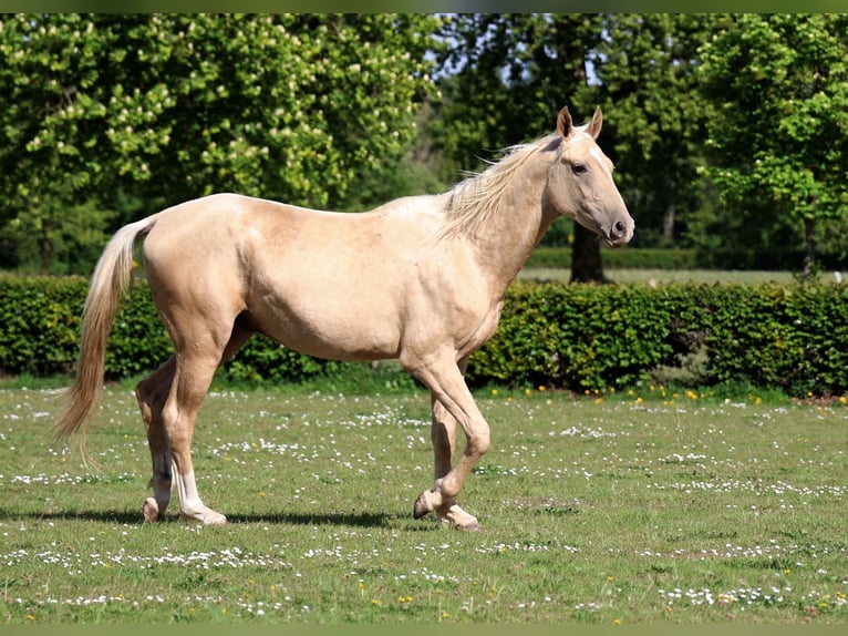 Akhal-Teke Stallion 2 years 15.3 hh Palomino in goven