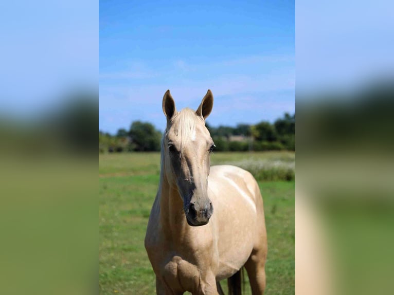 Akhal-Teke Stallion 2 years 15.3 hh Palomino in goven