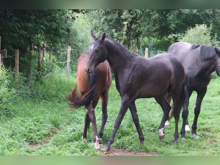 Akhal-Teke Stallion 2 years 15,1 hh Bay-Dark in Humpolec