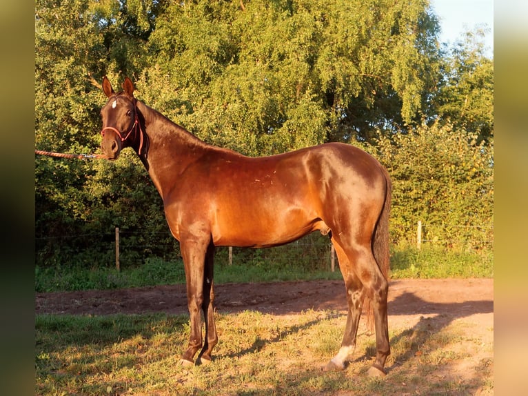 Akhal-Teke Stallion 2 years 15,1 hh Bay-Dark in Humpolec