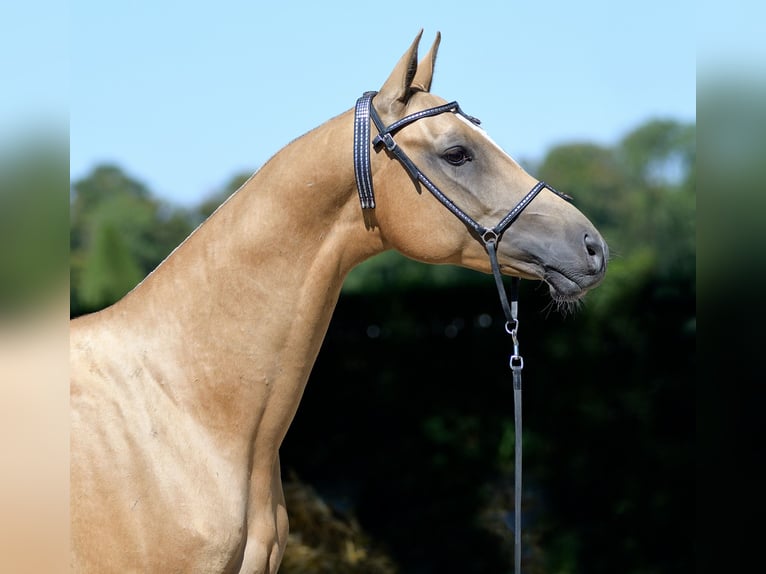 Akhal-Teke Stallion 2 years 15,1 hh Palomino in M&#xF8;rk&#xF8;v