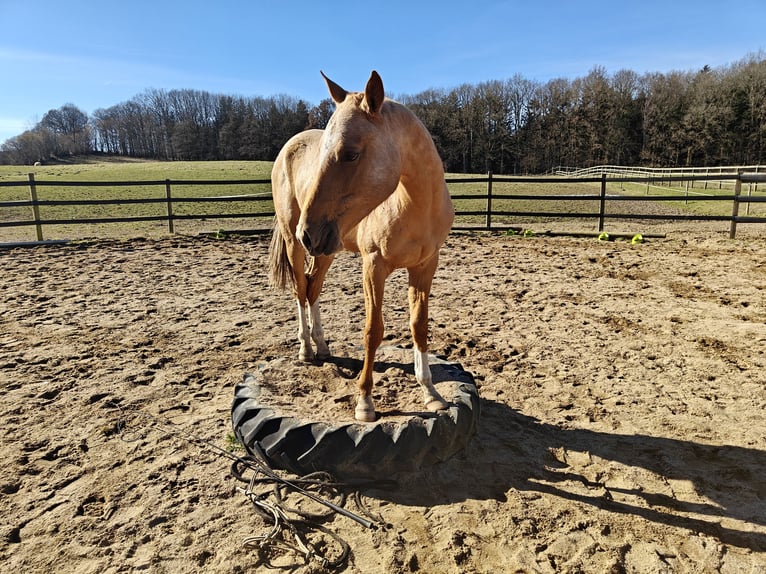 Akhal-Teke Stallion 2 years 15,1 hh Palomino in M&#xF8;rk&#xF8;v