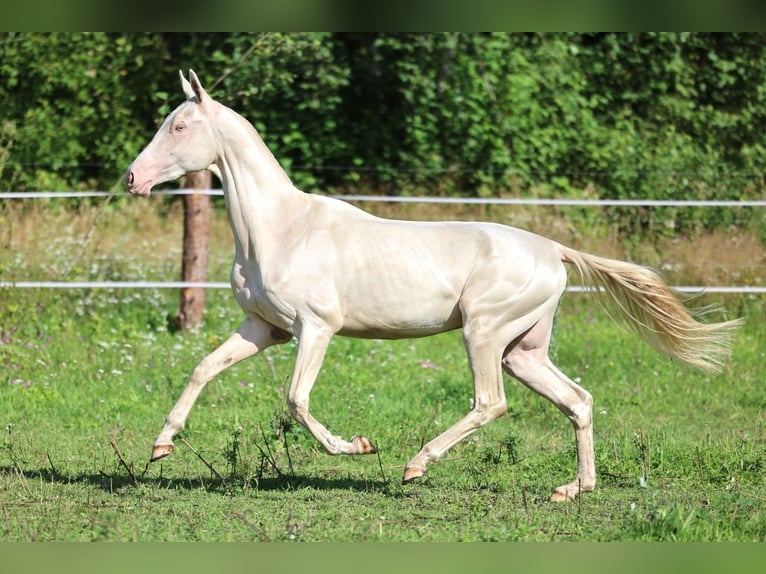 Akhal-Teke Stallion 2 years 15,2 hh Cremello in San Pietroburgo