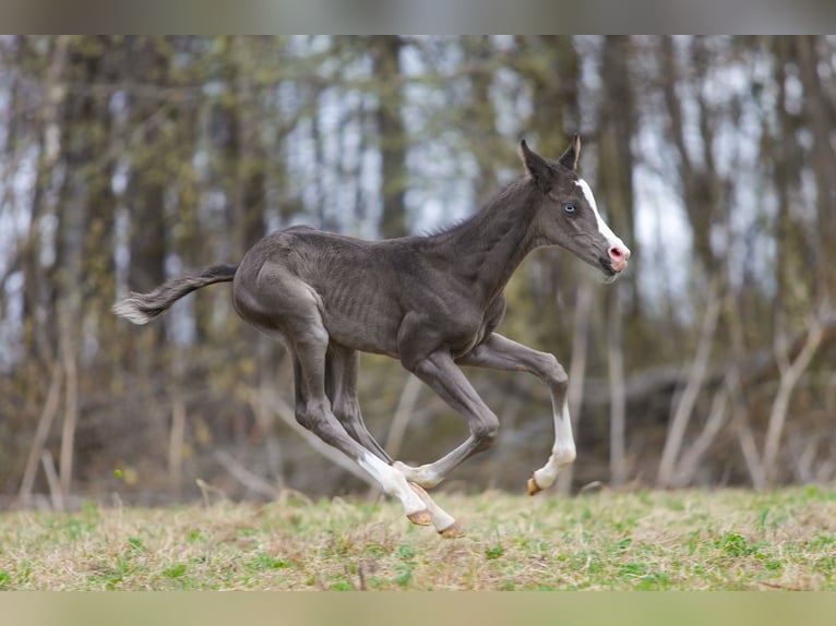 Akhal-Teke Stallion 3 years 15,2 hh Black in Malaga