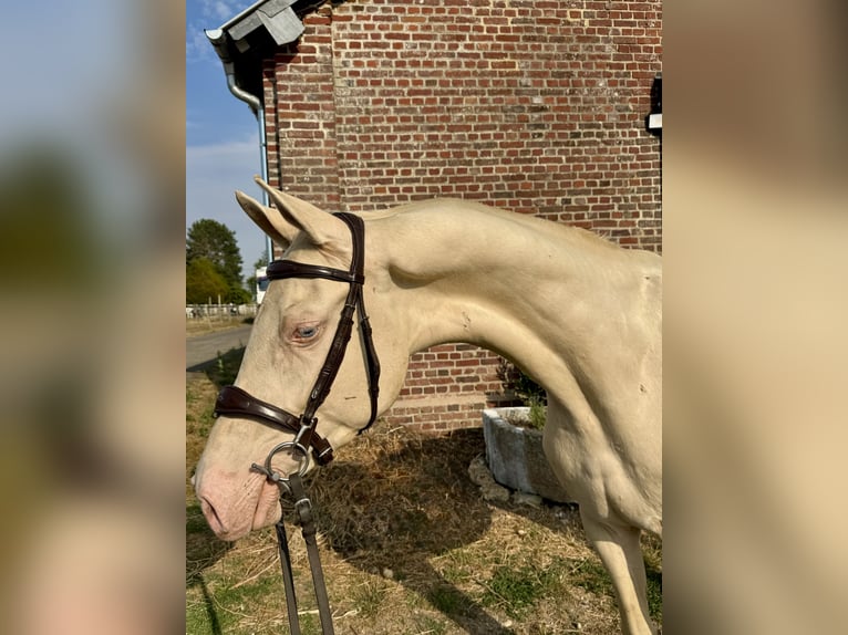 Akhal-Teke Mix Stallion 3 years 15.2 hh Cremello in Courtonne la Meurdrac