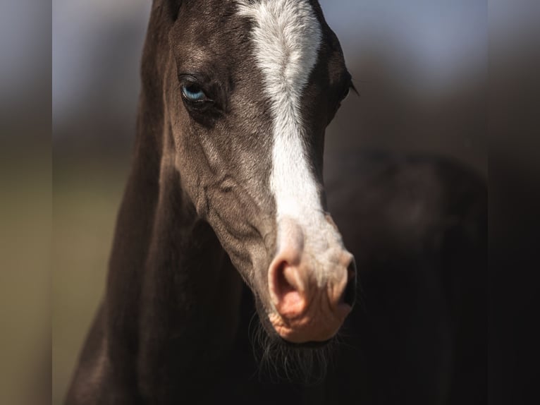 Akhal-Teke Stallion 3 years 15,2 hh Black in Malaga