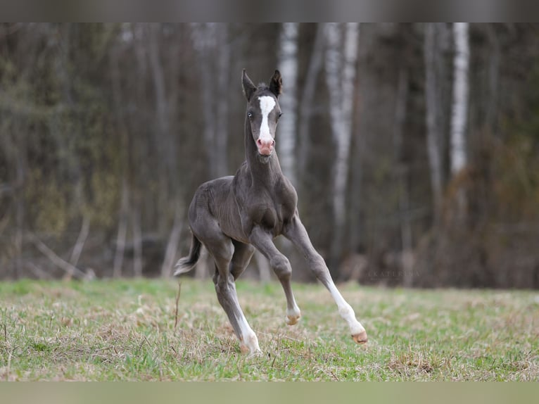 Akhal-Teke Stallion 3 years 15,2 hh Black in Malaga