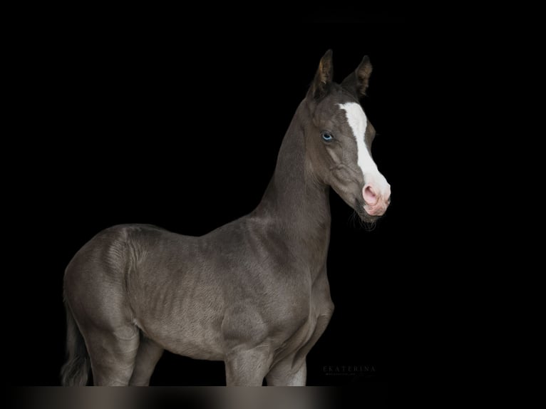 Akhal-Teke Stallion 3 years 15,2 hh Black in Malaga