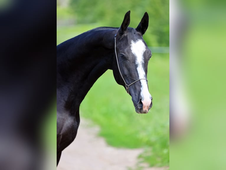 Akhal-Teke Stallion 3 years 15,3 hh Black in San Pietroburgo