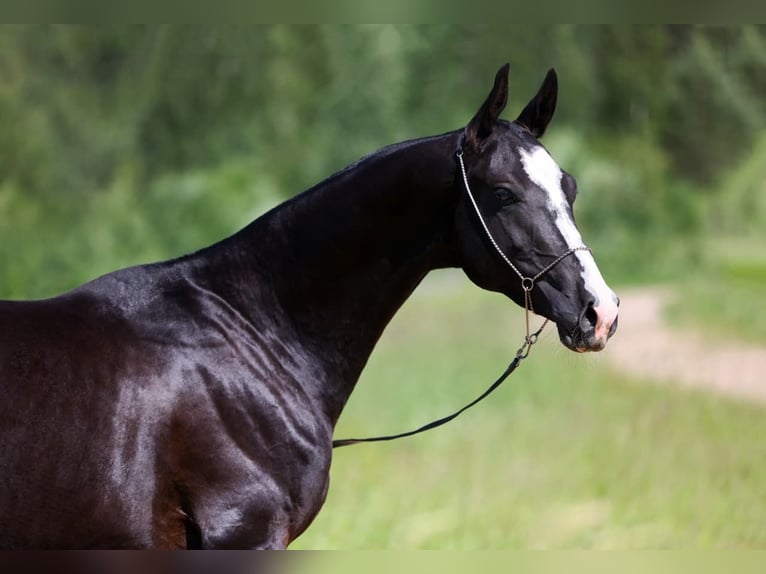 Akhal-Teke Stallion 3 years 15,3 hh Black in San Pietroburgo