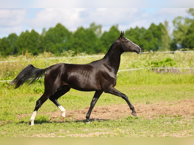 Akhal-Teke Stallion 3 years 15,3 hh Black in San Pietroburgo