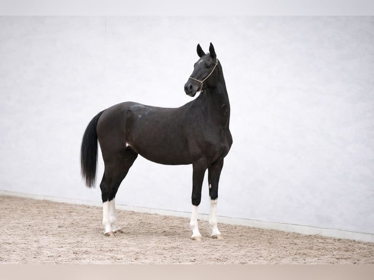 Akhal-Teke Stallion 4 years 15.2 hh Black in Ovelgönne