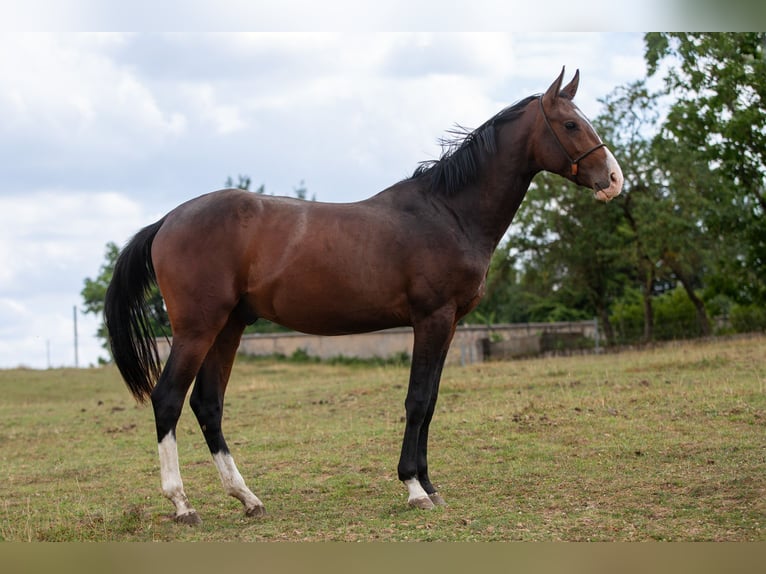 Akhal-Teke Stallion 4 years 15,3 hh Smoky-Black in Val de Bride