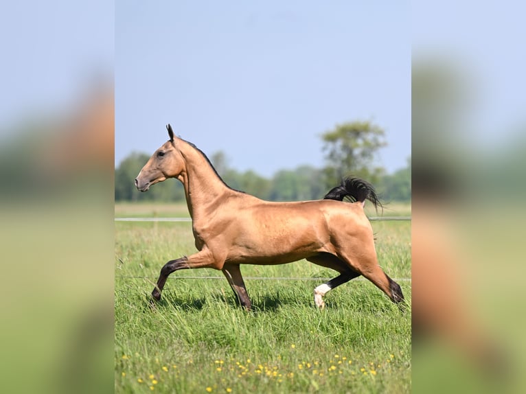 Akhal-Teke Stallion 4 years 15,2 hh Buckskin in Ovelgönne