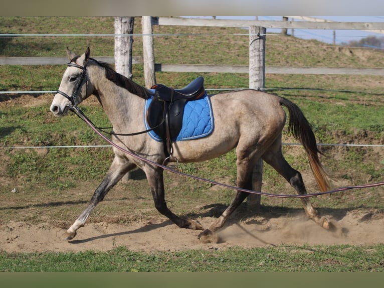 Akhal-Teke Stallion 4 years 15,2 hh Grey in Kisb&#xE9;r