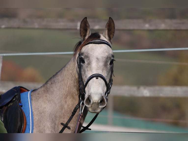 Akhal-Teke Stallion 4 years 15,2 hh Grey in Kisb&#xE9;r