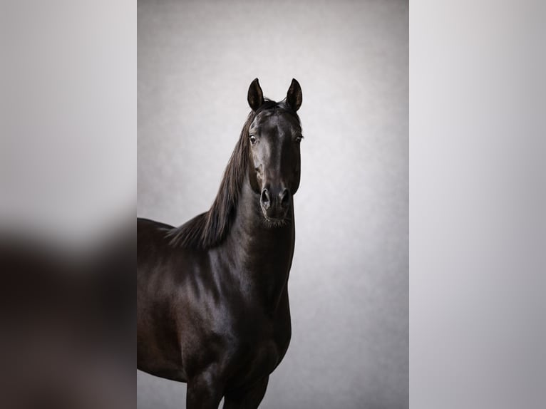Akhal-Teke Stallion 4 years 15,3 hh Black in Ovelgönne