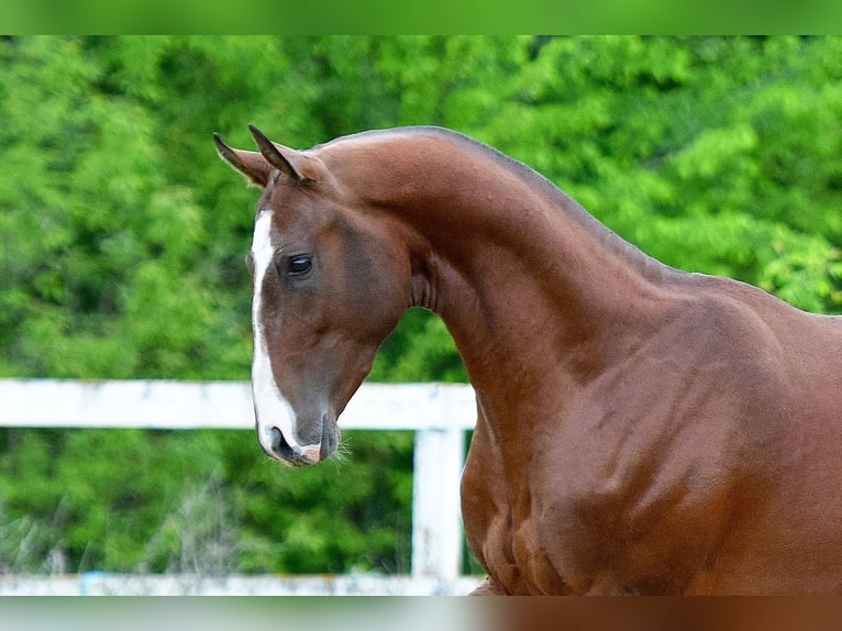 Akhal-Teke Stallion 4 years 16 hh Brown in Kryuki