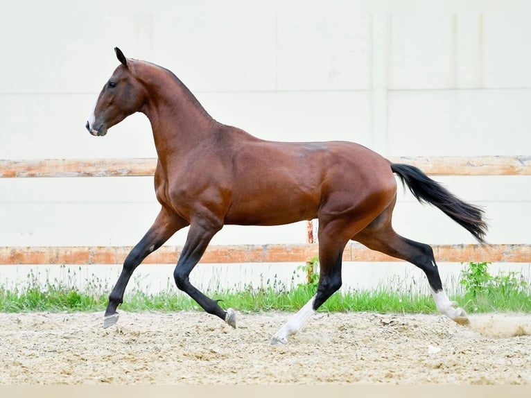 Akhal-Teke Stallion 4 years 16 hh Brown in Kryuki