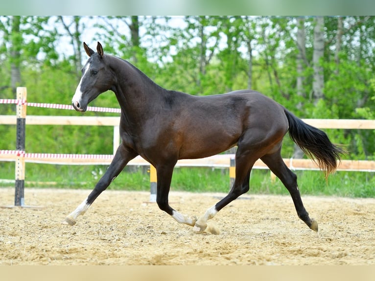Akhal-Teke Stallion 4 years 16 hh in Kryuki