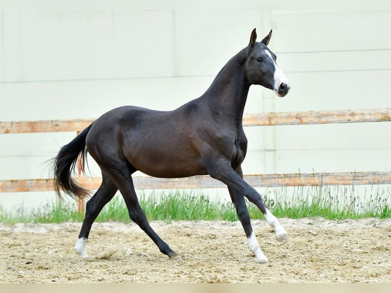 Akhal-Teke Stallion 4 years 16 hh in Kryuki