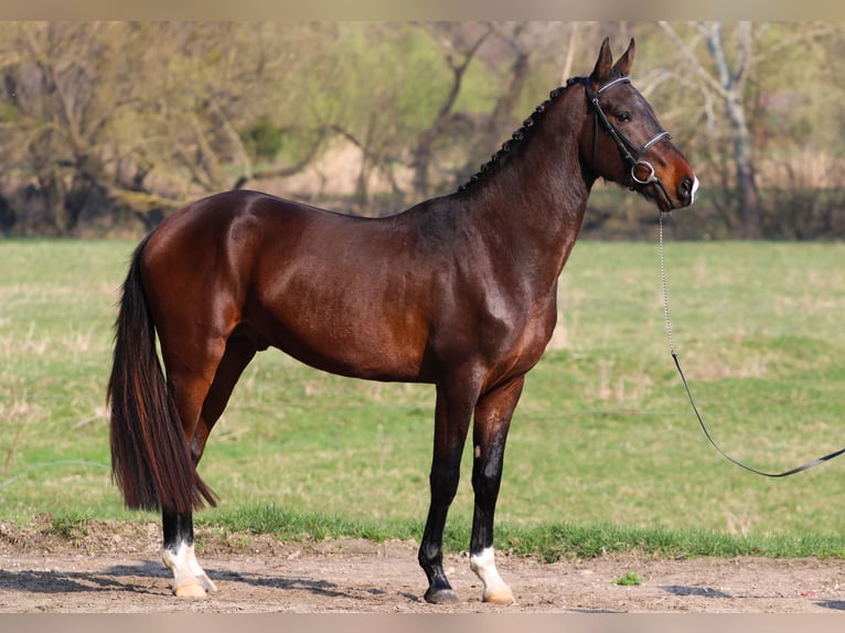 Akhal-Teke Stallion 5 years 16 hh Bay in Kisbér