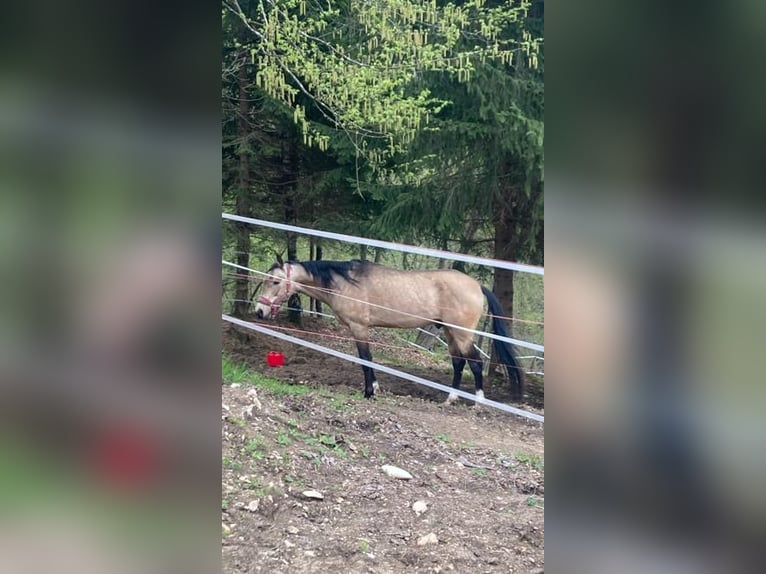 Akhal-Teke Stallion 6 years 14,3 hh Buckskin in LevegoBelluno