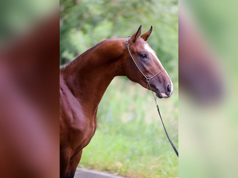 Akhal-Teke Stallion 6 years 16 hh Brown in Moscow