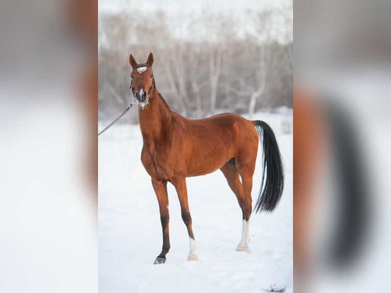 Akhal-Teke Stallion 7 years 16 hh Brown-Light in Ole&#x15B;nica-Folwark
