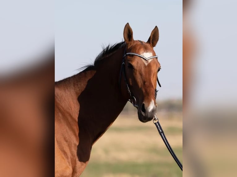 Akhal-Teke Stallion 7 years 16 hh Brown-Light in Ole&#x15B;nica-Folwark
