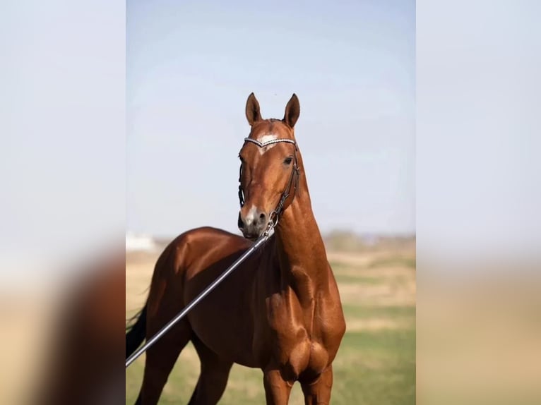 Akhal-Teke Stallion 7 years 16 hh Brown-Light in Ole&#x15B;nica-Folwark