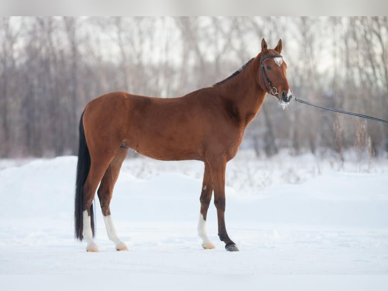 Akhal-Teke Stallion 7 years 16 hh Brown-Light in Ole&#x15B;nica-Folwark