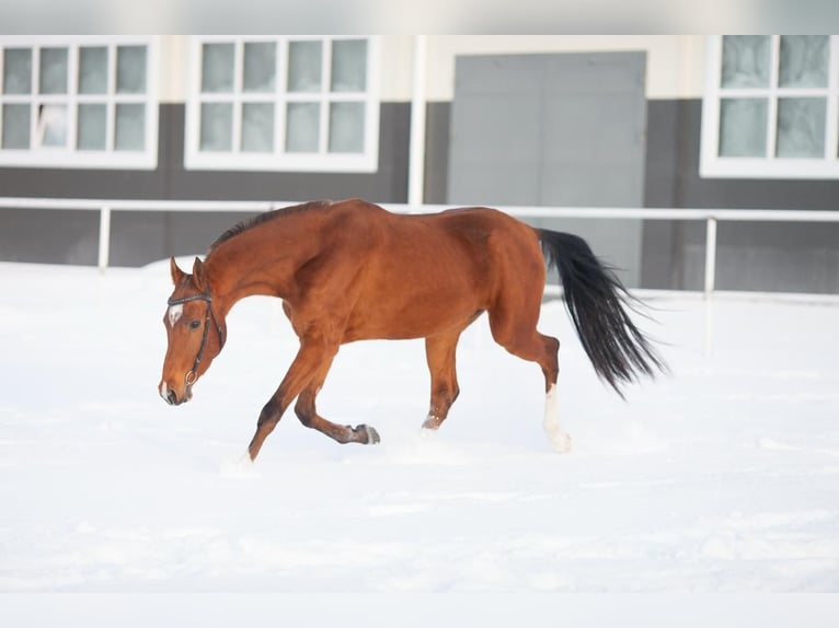 Akhal-Teke Stallion 7 years 16 hh Brown-Light in Ole&#x15B;nica-Folwark