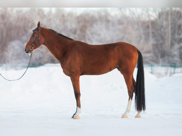 Akhal-Teke Stallion 7 years 16 hh Brown-Light in Ole&#x15B;nica-Folwark