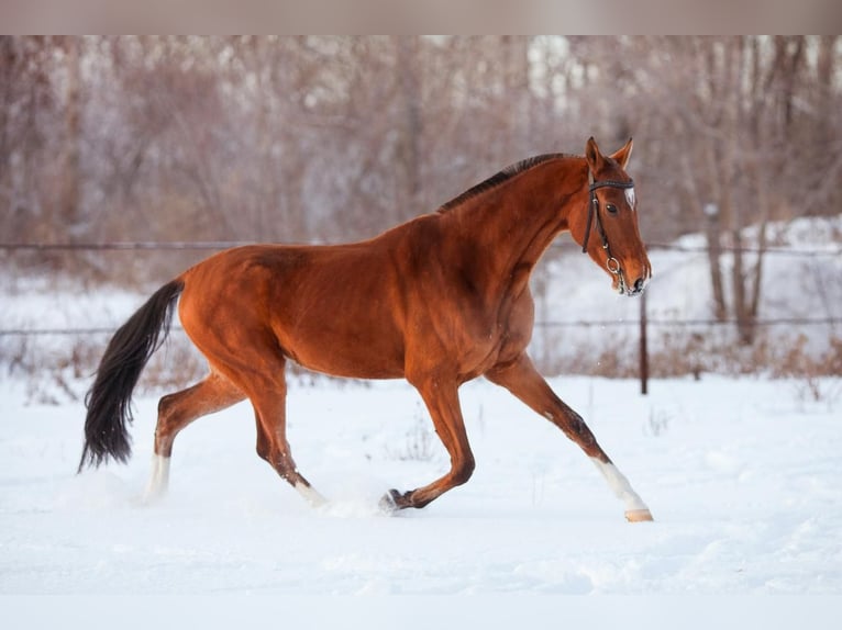 Akhal-Teke Stallion 7 years 16 hh Brown-Light in Ole&#x15B;nica-Folwark
